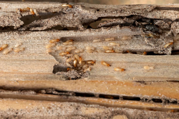 Best Best Pest Control Companies  in Trail Creek, IN